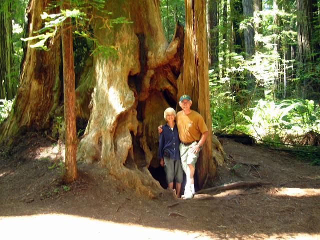 Bolan Mt & Redwoods-152.JPG - Stout Grove